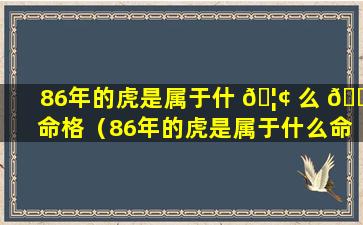 86年的虎是属于什 🦢 么 🌴 命格（86年的虎是属于什么命格的人）